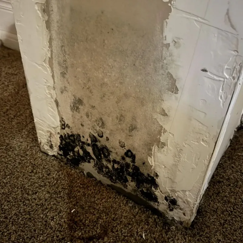 Professional Mold Removal in Virginia Beach, VA